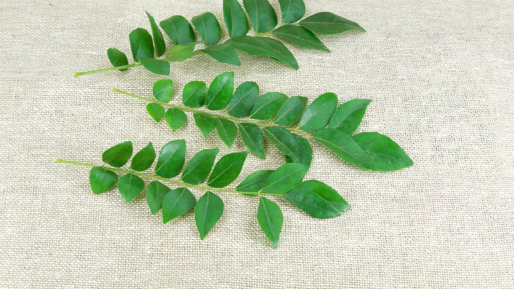 Side Effects of Eating Curry Leaves on an Empty Stomach